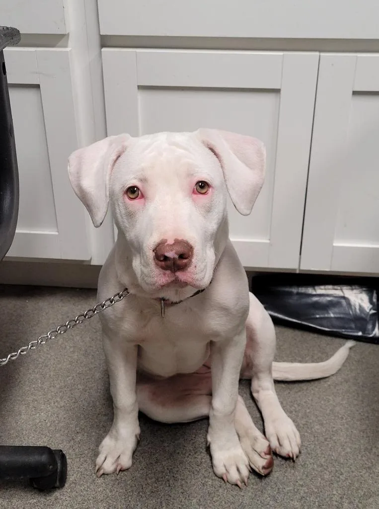 An adult large-sized female Labrador Retriever dog named Cutie Piedaisy for adoption in Hopkinsville, KY