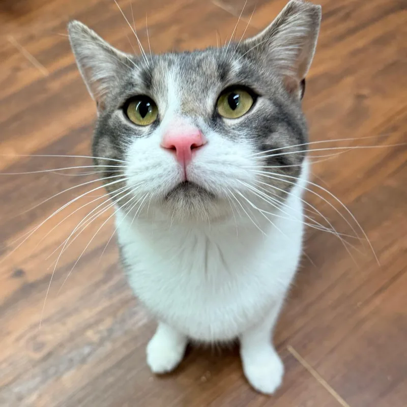 A young large-sized male Gray / Blue / Silver Domestic Short Hair cat named Herb for adoption in Mount Laurel, NJ