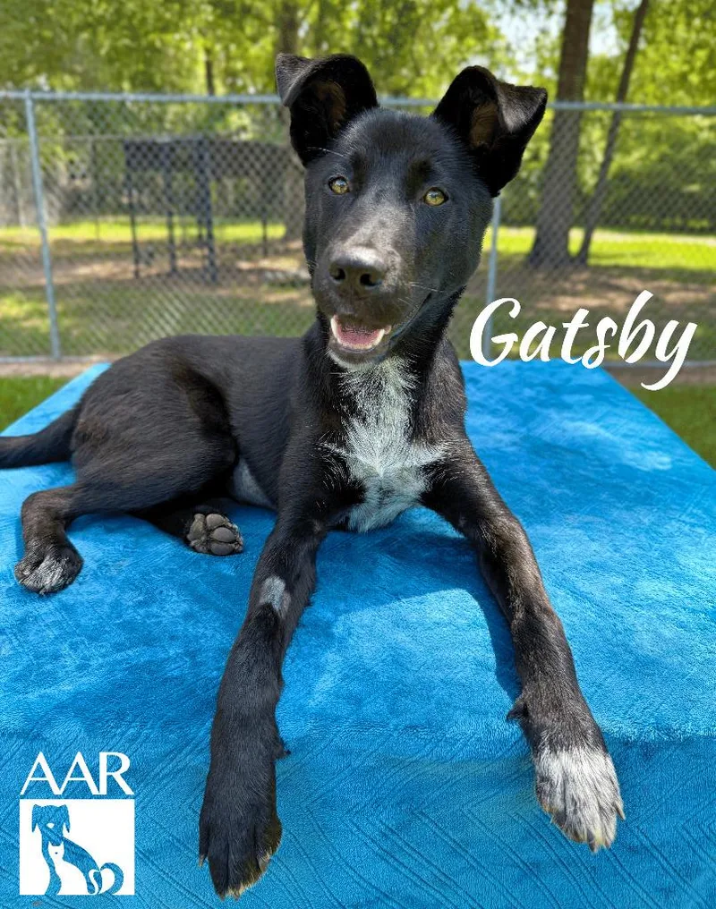 A baby medium-sized female Australian Kelpie dog named Gatsby for adoption in Magnolia, TX