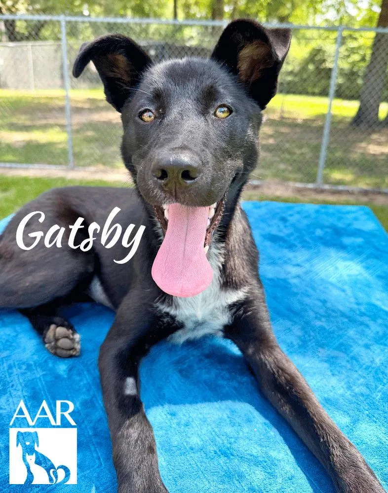 Gatsby thumbnail 2