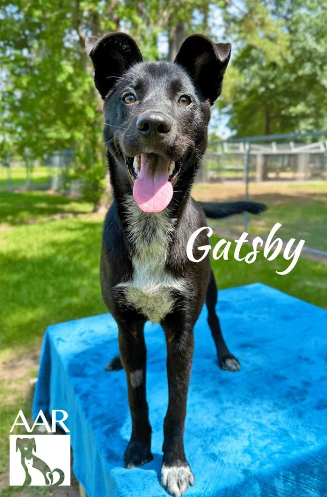 Gatsby thumbnail 3