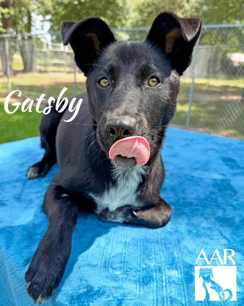Gatsby thumbnail 4