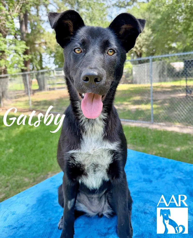 Gatsby thumbnail 5