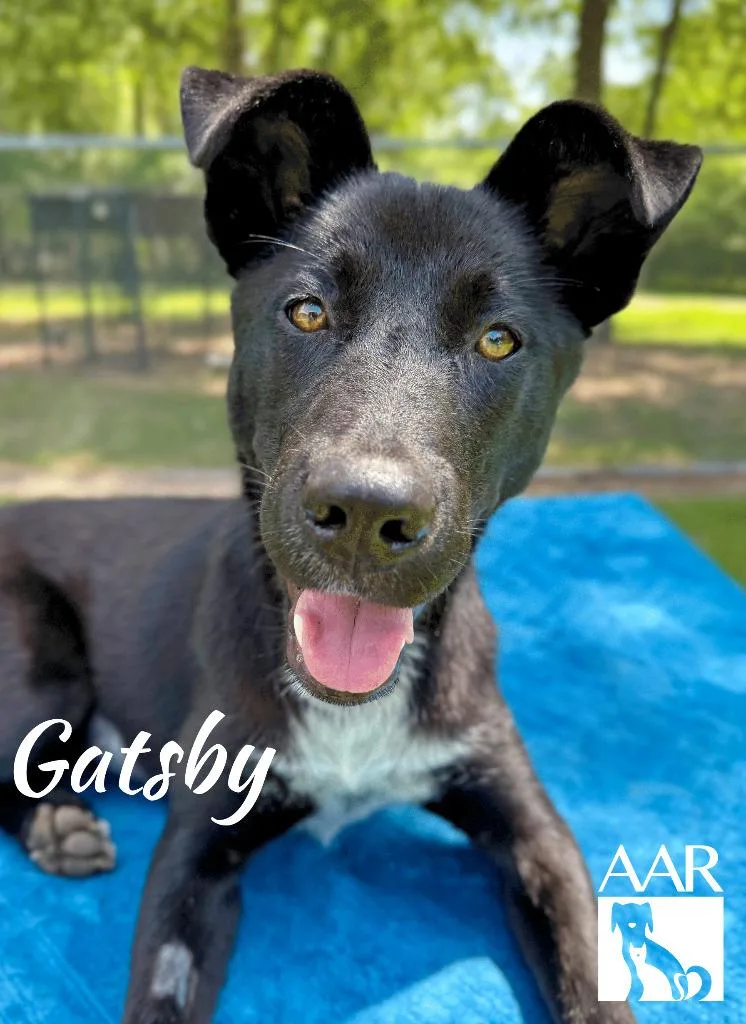 Gatsby thumbnail 6