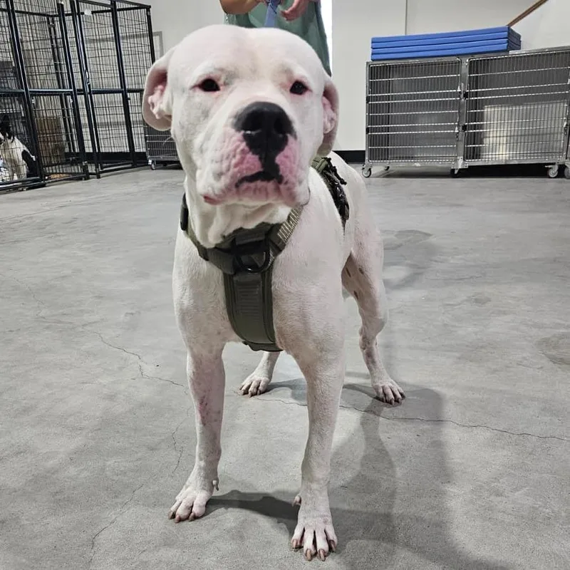 An adult small-sized male Pit Bull Terrier dog named Gordon for adoption in Harlingen, TX