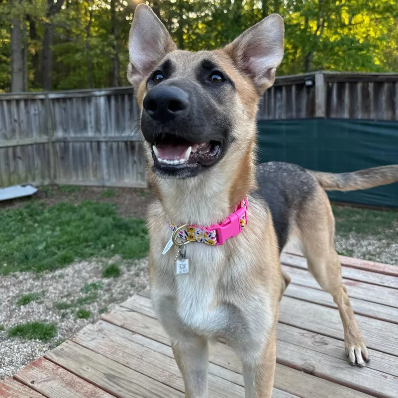 A young medium-sized female Yellow / Tan / Blond / Fawn Shepherd dog named Freya for adoption in Fairfax Station, VA