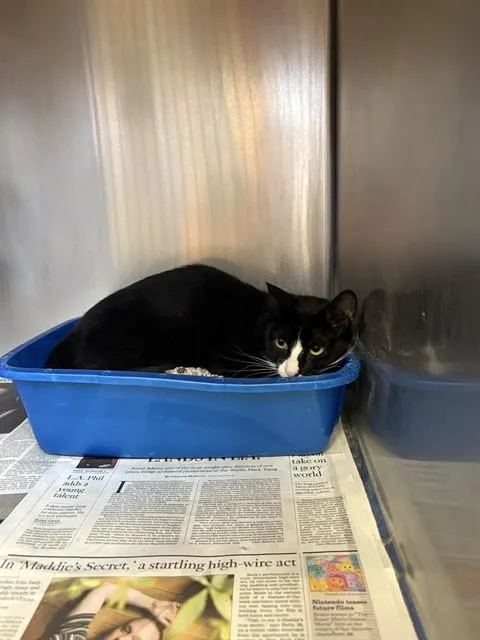 A young medium-sized female Domestic Short Hair cat named Tokyo for adoption in Castaic, CA