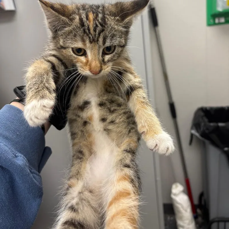 A baby small-sized female Orange / Red Domestic Short Hair cat named Bambi for adoption in Columbiana, AL