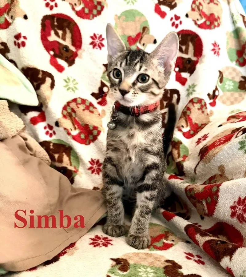 Simba