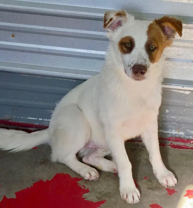 A young medium-sized male Retriever dog named Serj for adoption in Fort Lupton, CO
