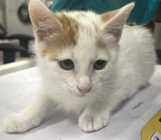 A baby small-sized male Domestic Short Hair cat named Reeses for adoption in Upper Marlboro, MD