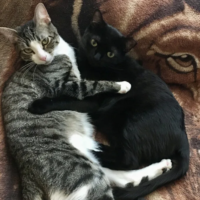 Pippin And Blacky thumbnail 2