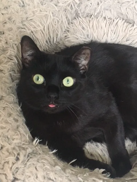 Pippin And Blacky thumbnail 4