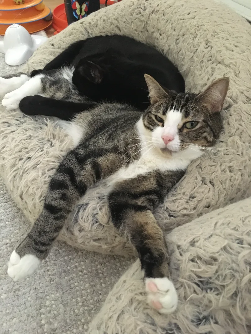 Pippin And Blacky thumbnail 5