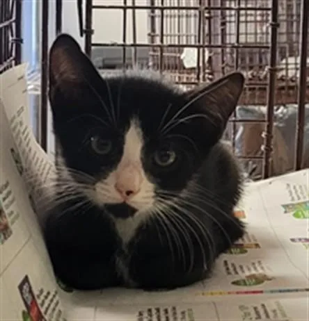A baby small-sized female Domestic Short Hair cat named Berry for adoption in Saint Cloud, FL