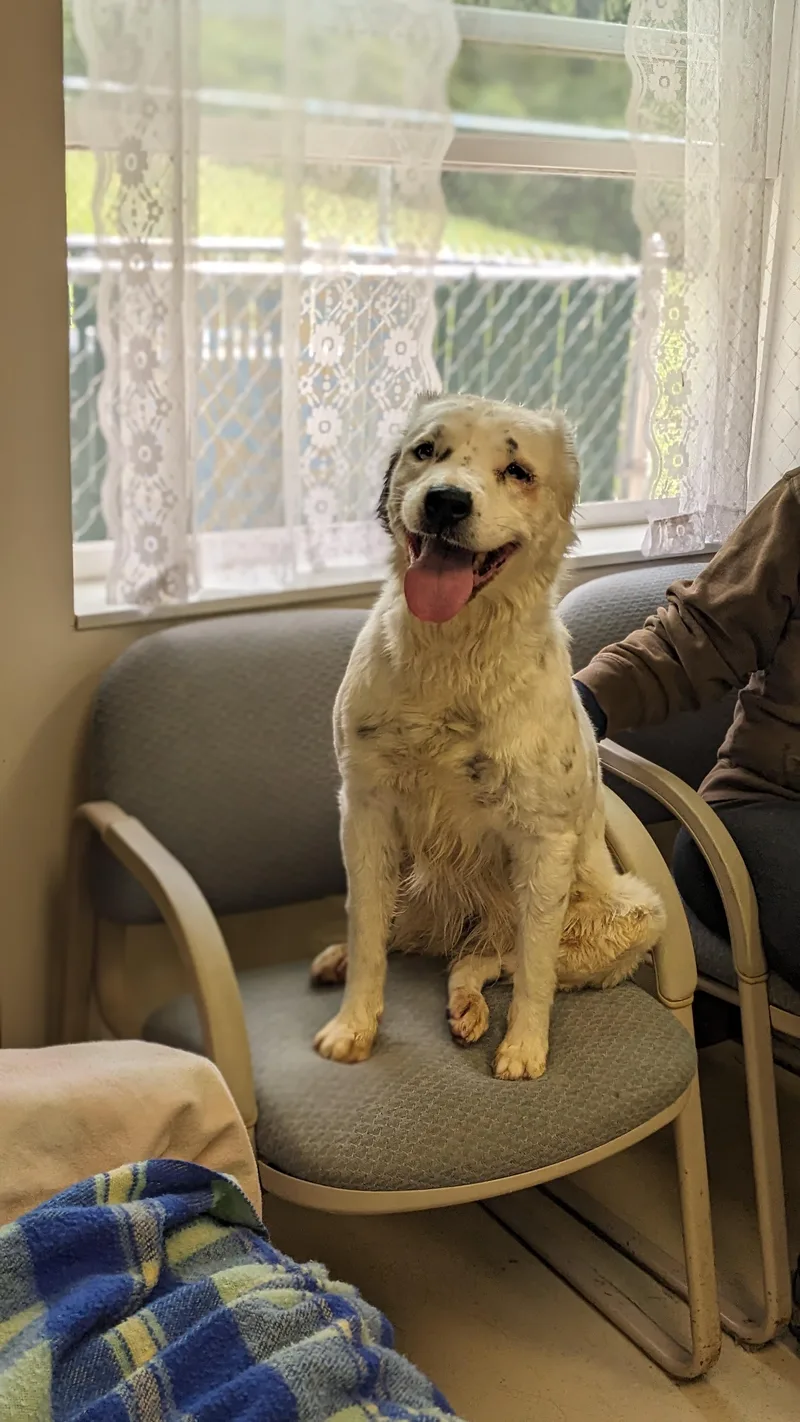 An adult medium-sized female Australian Shepherd dog named Willow for adoption in Springfield, OH