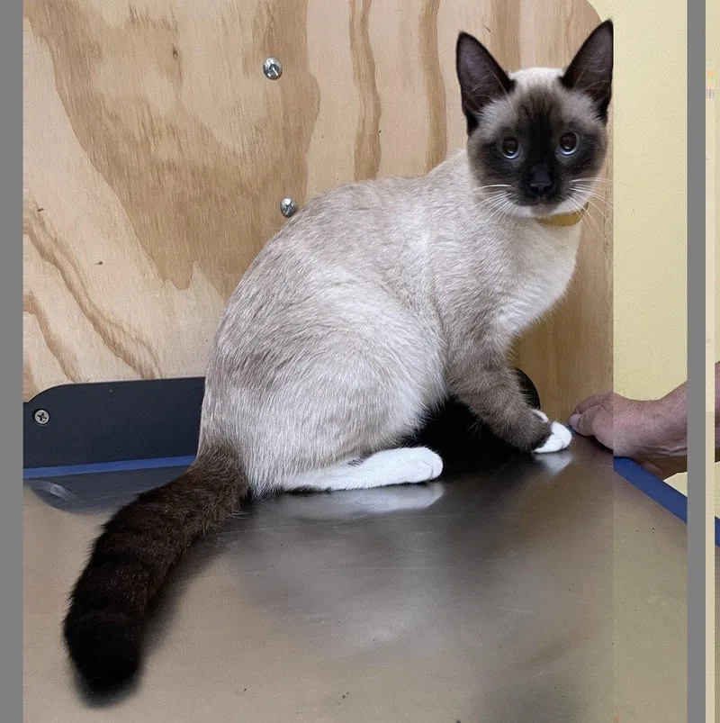 A baby medium-sized female Siamese cat named Star intrepidtrio for adoption in Houston, TX