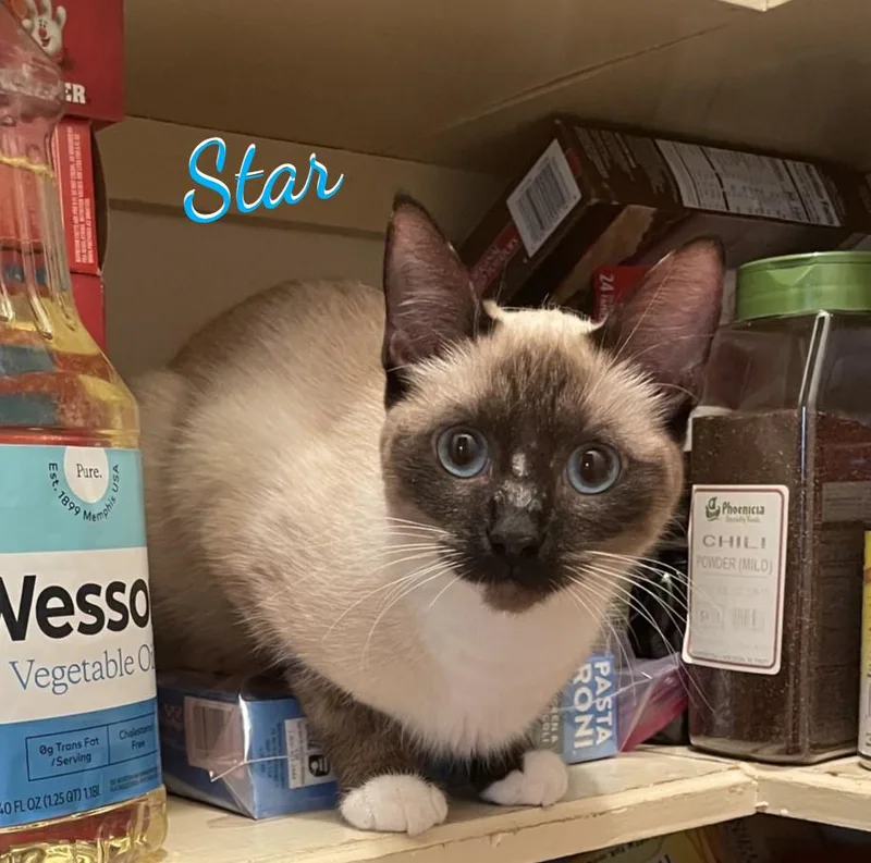 Star intrepidtrio thumbnail 2
