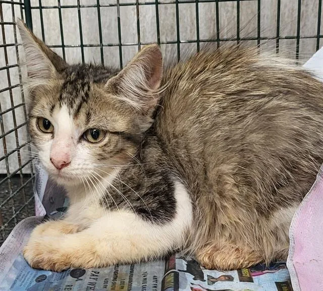 A baby small-sized male Domestic Short Hair cat named Winter for adoption in San Antonio, TX