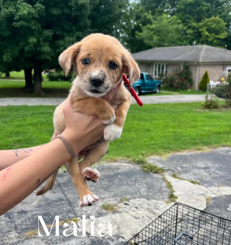 A baby large-sized female Yellow / Tan / Blond / Fawn Mixed Breed dog named Malia for adoption in Spring hill, TN
