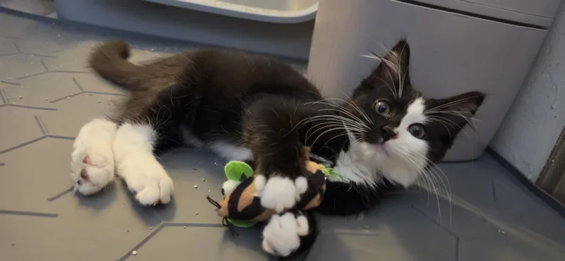 A baby medium-sized female Black & White / Tuxedo Domestic Medium Hair cat named Zoe for adoption in Portland, OR