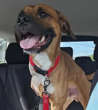 Enzo thumbnail 2
