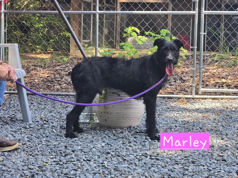 A young large-sized female Schnauzer dog named Marley for adoption in Albemarle, NC