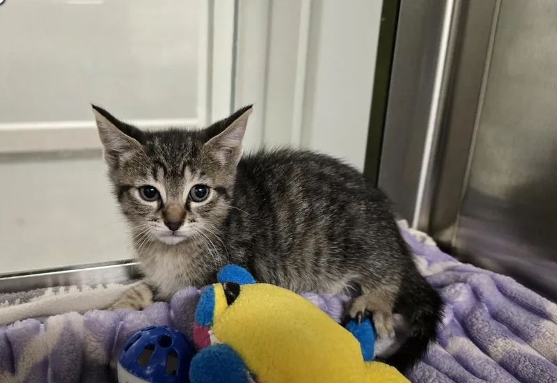 A baby small-sized female Domestic Short Hair cat named Cherish for adoption in Dickson, TN