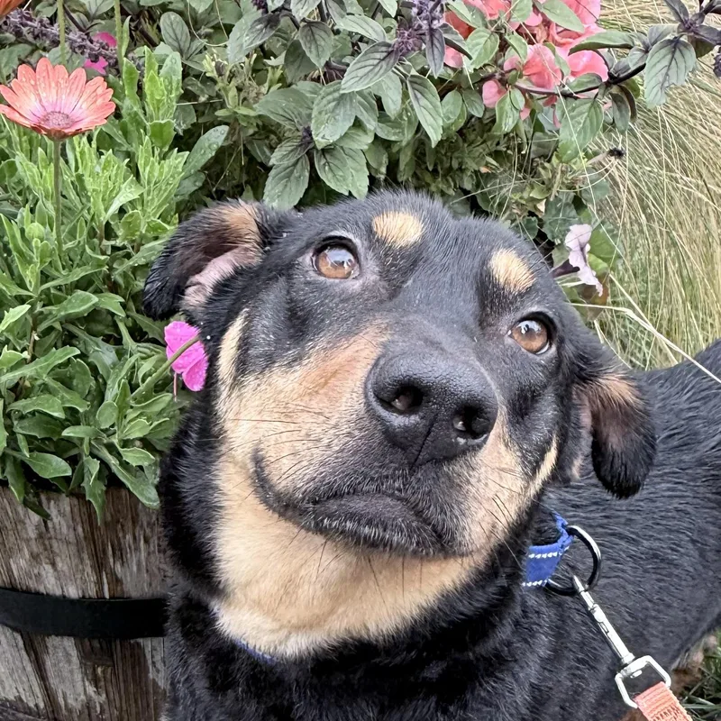 An adult medium-sized male Rottweiler dog named Georgie for adoption in Quilcene, WA