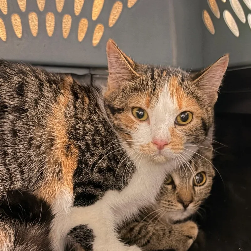 A young medium-sized female Torbie Domestic Short Hair cat named Jesse Faden for adoption in Grand Rapids, MI