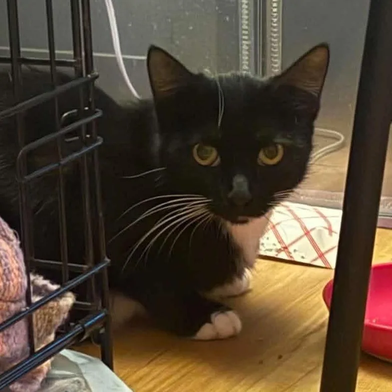 An adult medium-sized female Black & White / Tuxedo Domestic Short Hair cat named Roseanne for adoption in Milwaukee, WI