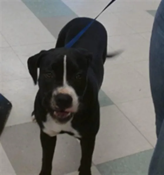 A young medium-sized female Boxer dog named A for adoption in Oklahoma City, OK