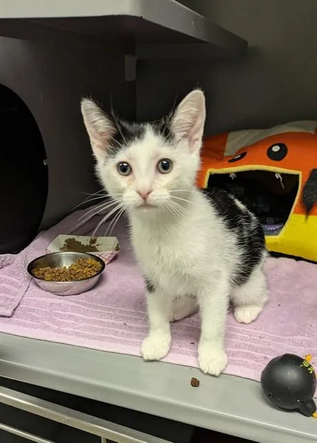 A baby medium-sized female Domestic Short Hair cat named Geraldina for adoption in Leesburg, VA