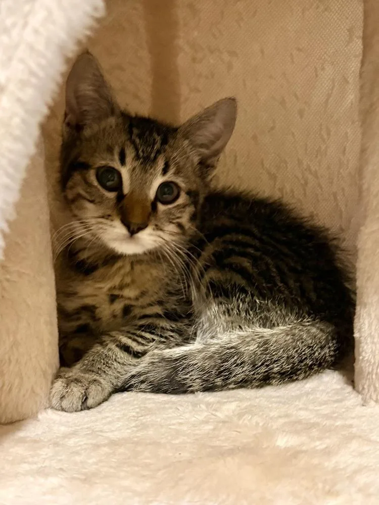 A baby small-sized male Domestic Short Hair cat named Cortland for adoption in Bellingham, WA