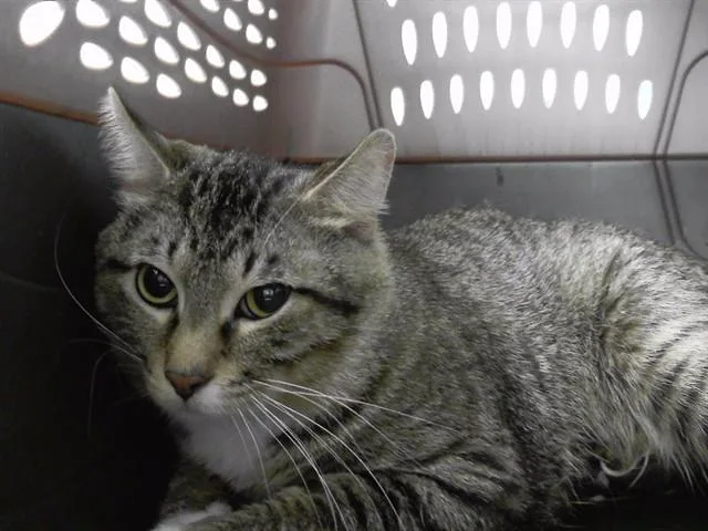 An adult medium-sized male Domestic Short Hair cat named Pepper Jaxon for adoption in Omaha, NE
