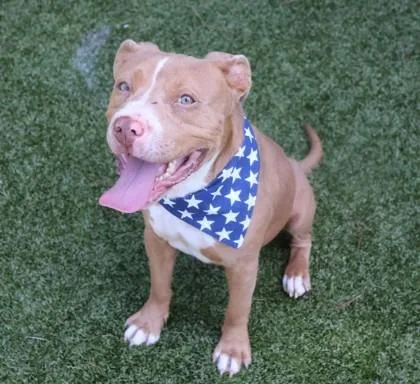 An adult medium-sized male Mixed Breed dog named Nawoofa for adoption in Athens, GA