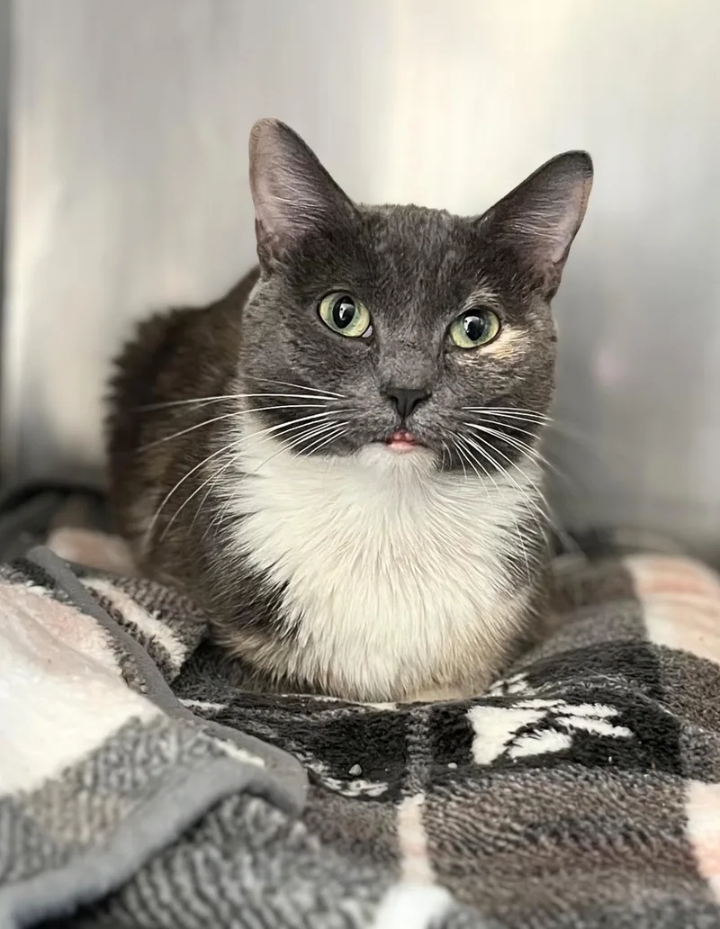An adult medium-sized female Dilute Tortoiseshell Domestic Short Hair cat named Jana for adoption in Seville, OH