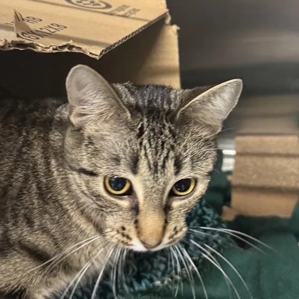 A young small-sized female Domestic Short Hair cat named Little Princess for adoption in Des Moines, IA
