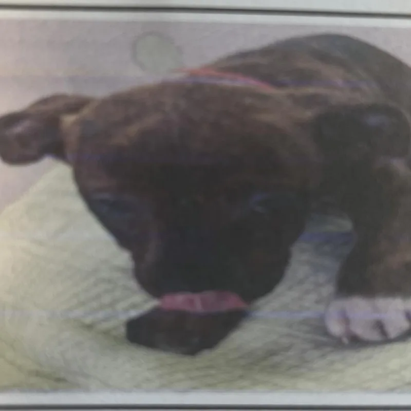 A baby medium-sized female Brindle Mixed Breed dog named Katniss for adoption in Pensacola, FL