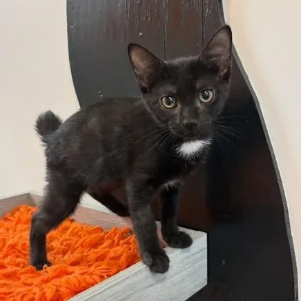 A baby medium-sized female Black & White / Tuxedo Domestic Short Hair cat named Fancy at Fat Cat for adoption in Tallahassee, FL