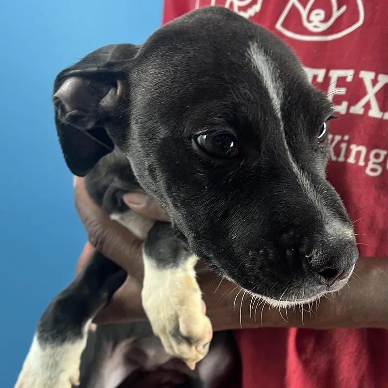 Blanca  Local April thumbnail 4