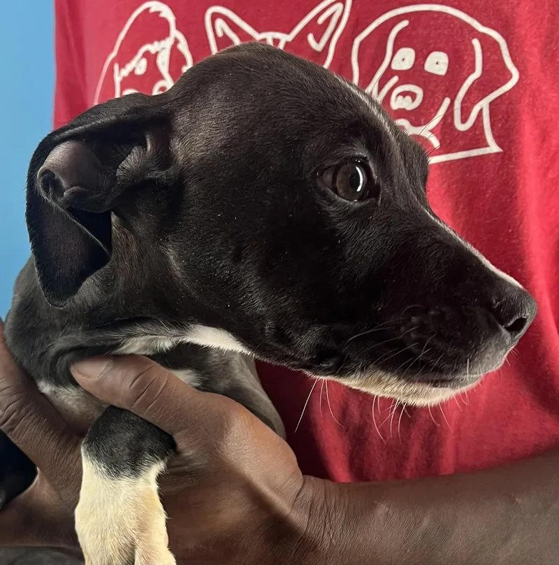 Blanca  Local April thumbnail 5