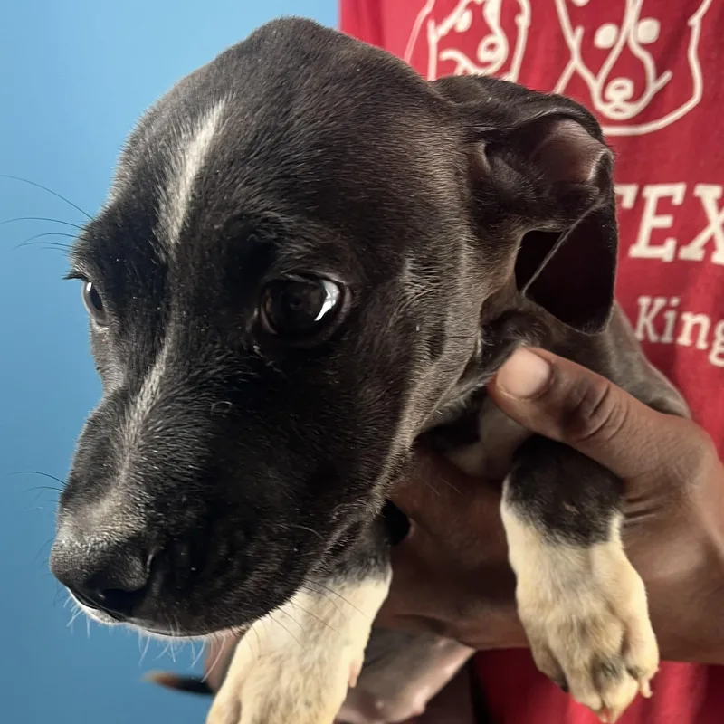 Blanca  Local April thumbnail 6