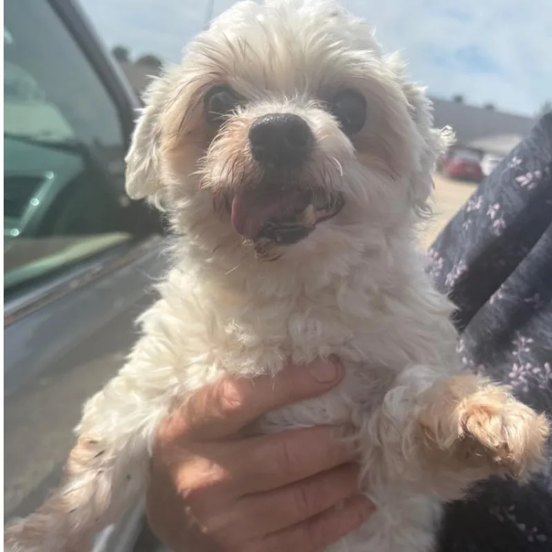 An adult small-sized male White / Cream Maltese dog named Charlie for adoption in Normal, IL