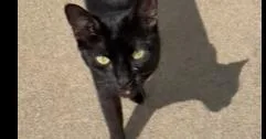 An adult medium-sized female Black Domestic Short Hair cat named Willow Fern Loganne Gov. for adoption in Peoria, IL