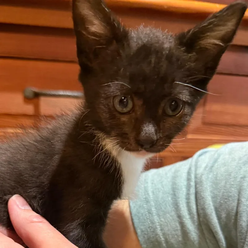 A baby small-sized male Black Domestic Short Hair cat named Jojo for adoption in Long Beach, CA