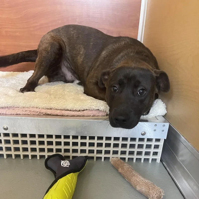 An adult medium-sized male Brown / Chocolate Mixed Breed dog named Masyn for adoption in Saint Charles, MO