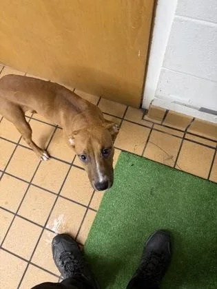 A baby small-sized male Terrier dog named Chandler for adoption in Gainesville, FL