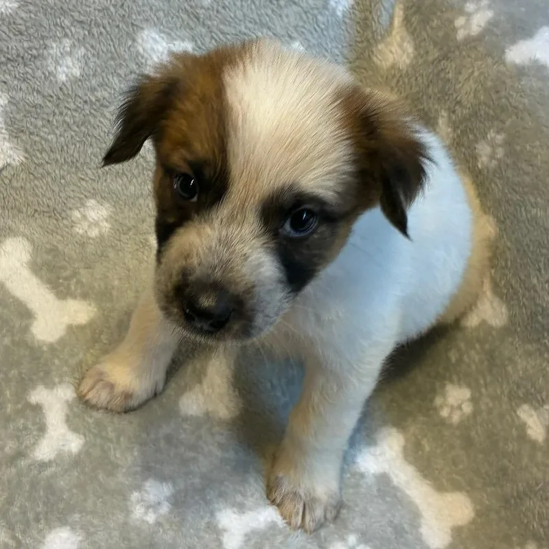 A baby medium-sized male Shepherd dog named Garrett for adoption in Alexandria, VA