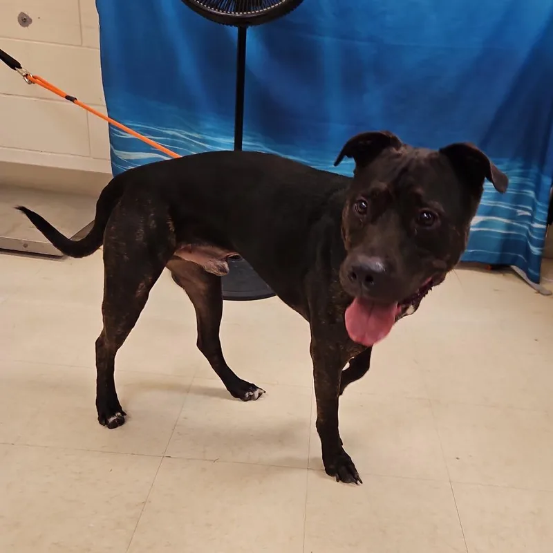 An adult large-sized male Black Mixed Breed dog named Bates for adoption in Lake Panasoffkee, FL